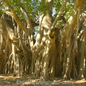 A grove of baobob trees