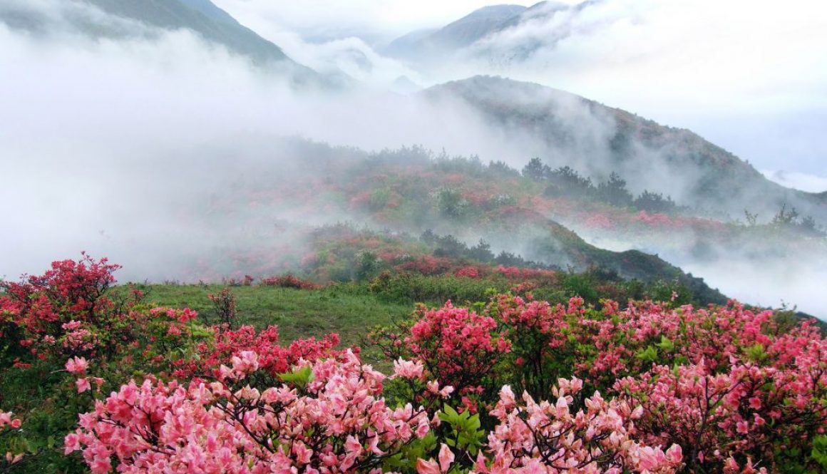 Spring misty mtn with flowers