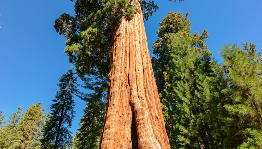 Sequoia Tree