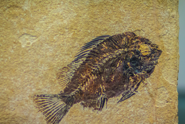 Priscacara fossil fish for sale. Priscacara is an extinct genus