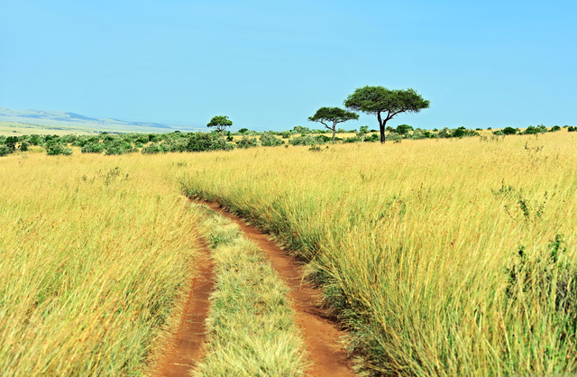 Masai Mara, East Africa