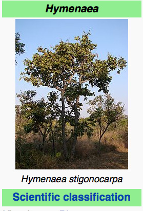 Hymenaea tree