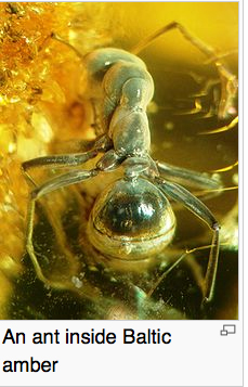 ant inside baltic amber