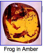 frog in amber