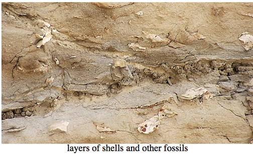 layers of fossils and shells in chalk area of kansas