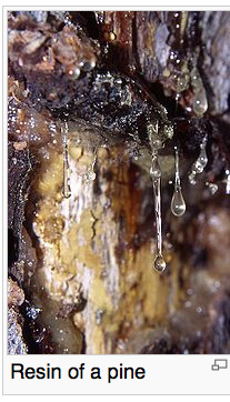 pine resin dripping from pine tree