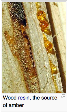 resin on wood the source of amber