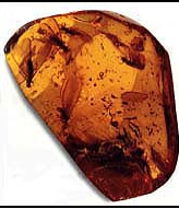 termites in amber