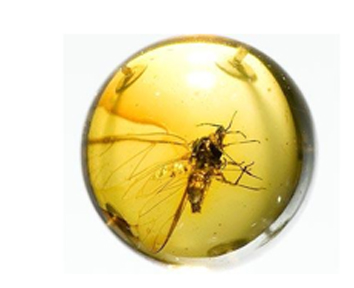 wasp in round amber droplet