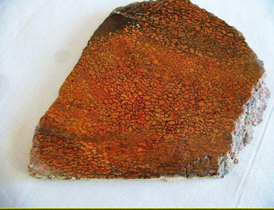 red dino bone showing red bloodcells in stone