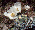 Crested prickle poppy for admetos