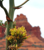 century plant in red rock country