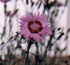 cottage pink blossom for admetos