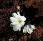 white evening primrose 2