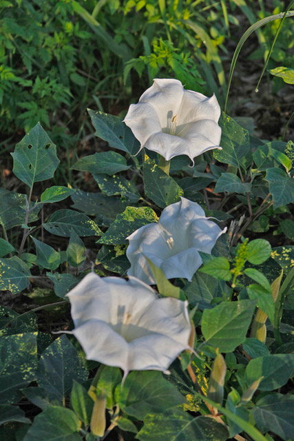 datura