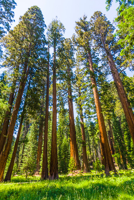 big sequoia trees
