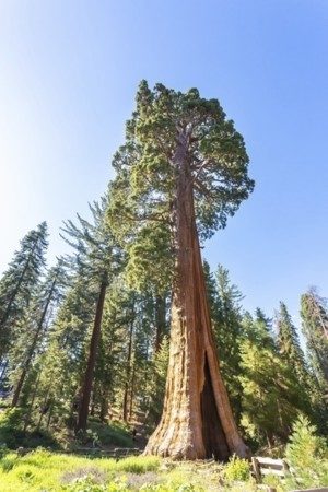 Sequoia Tree standing tall