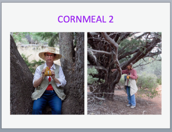 Two Pane image, left showing Eileen Nauman with pouch of cornmeal, right showing Marchiene Reinstra giving cornmeal to an old Juniper tree